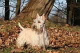 SCOTTISH TERRIER 123
